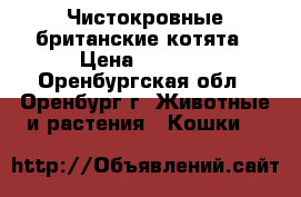 Чистокровные британские котята › Цена ­ 1 500 - Оренбургская обл., Оренбург г. Животные и растения » Кошки   